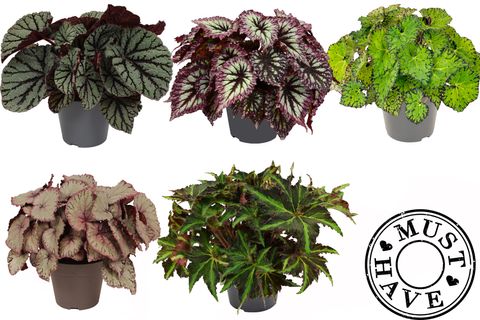 Begonia BELEAF MIX