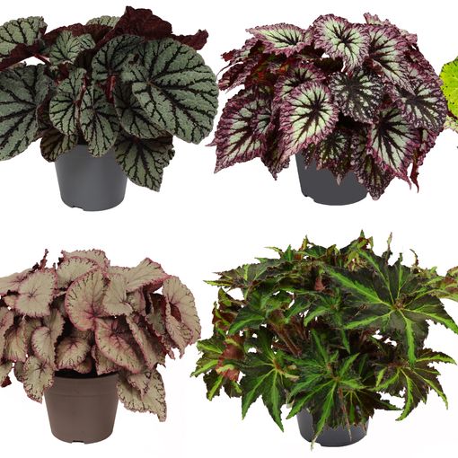 Begonia BELEAF MIX