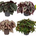 Begonia BELEAF MIX