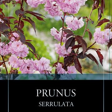 Prunus serrulata 'Royal Burgundy'