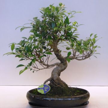 Ficus retusa