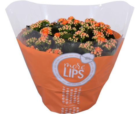 Kalanchoe blossfeldiana PERFECTA ORANGE