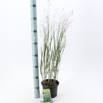 Panicum virgatum 'Heavy Metal'