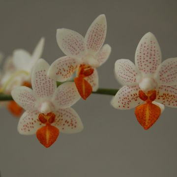 Phalaenopsis 'Mini Mark'