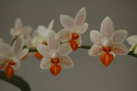 Phalaenopsis 'Mini Mark'