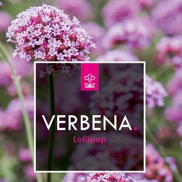 Verbena bonariensis 'Lollipop'