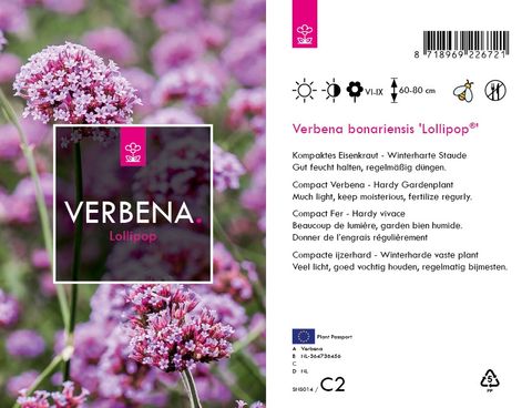 Verbena bonariensis 'Lollipop'