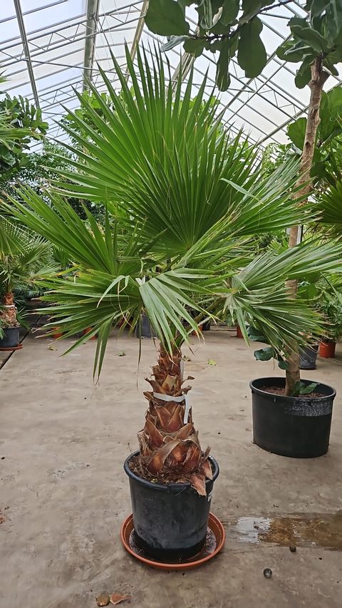 Washingtonia robusta