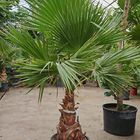 Washingtonia robusta