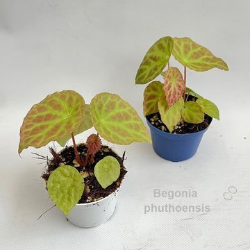 Begonia phuthoensis