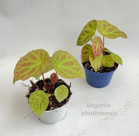 Begonia phuthoensis