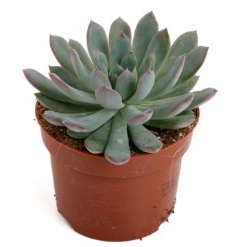 Echeveria 'Pelusida'