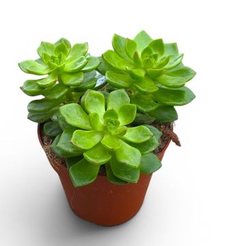 Echeveria affinis