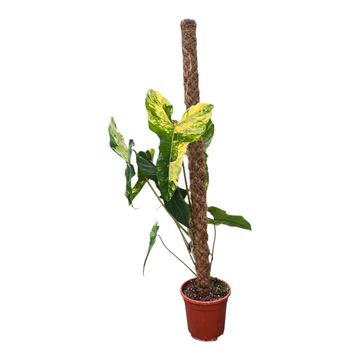 Filodendro Florida Beauty x billitiae