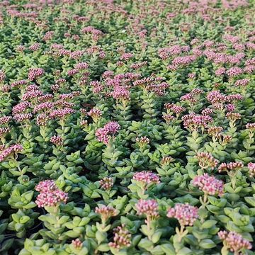 Crassula rupestris