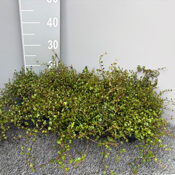 Muehlenbeckia complexa
