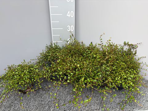 Muehlenbeckia complexa