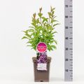 Syringa 'Роялти'