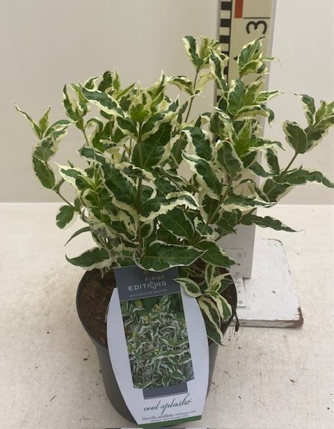 Diervilla sessilifolia COOL SPLASH