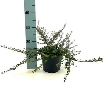 Cotoneaster microphyllus