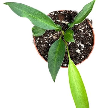 Anthurium wendlingeri