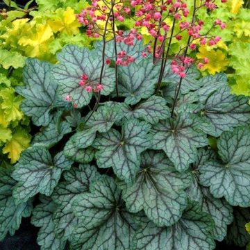 Heuchera 'Peppermint Spice'