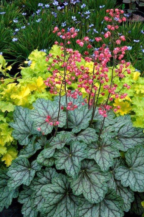 Heuchera 'Peppermint Spice'