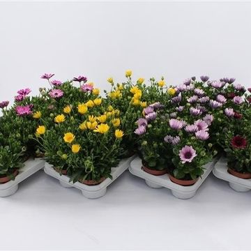 Osteospermum MIX