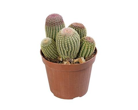 Echinocereus pectinatus