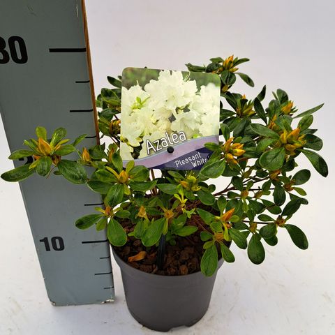 Rhododendron 'Pleasant White' (AJ)