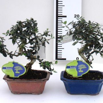 Olea europaea sylvestris