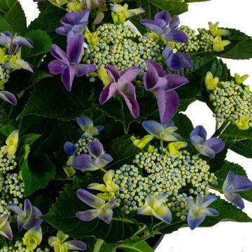 Hydrangea macrophylla MIX