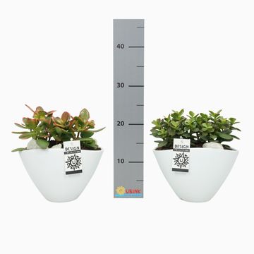 Composizione Succulents