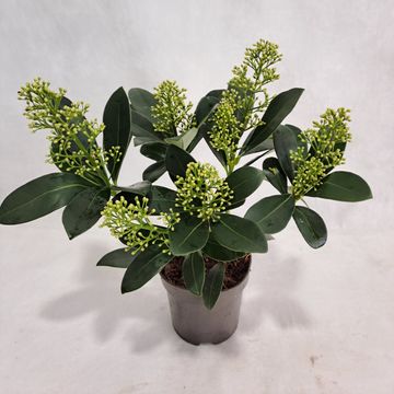 Skimmia japonica 'Finchy'