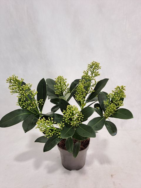 Skimmia japonica 'Finchy'