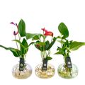 Anthurium MIX