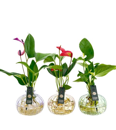 Anthurium MIX