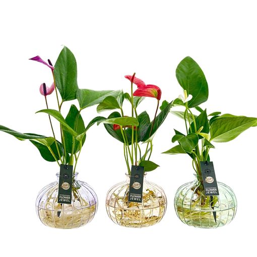 Anthurium MIX