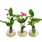 Anthurium MIX