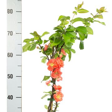 Chaenomeles speciosa 'Mango Storm'