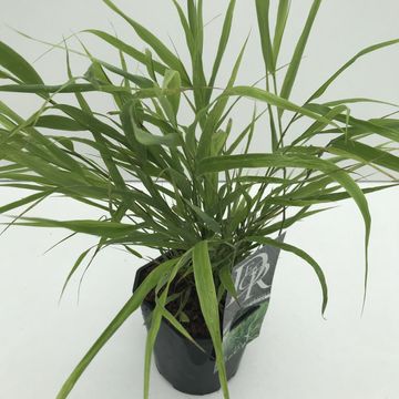 Hakonechloa macra 'Aureola'