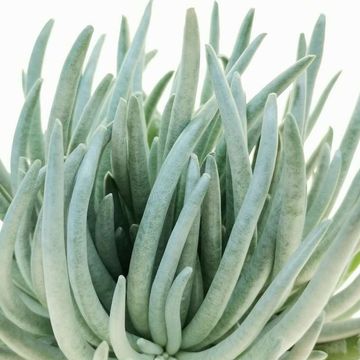 Senecio scaposus