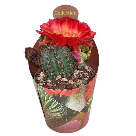 Lobivia arachnacantha