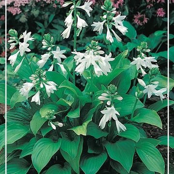 Hosta 'Royal Standard'