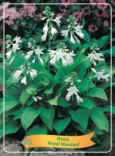 Hosta 'Royal Standard'