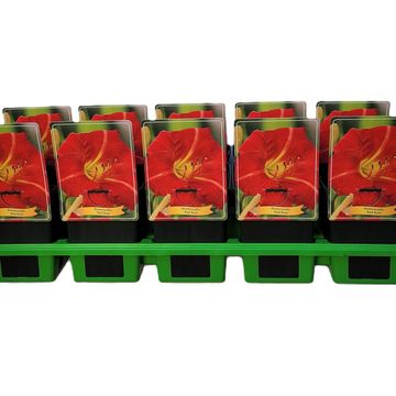 Hemerocallis 'Red Rum'