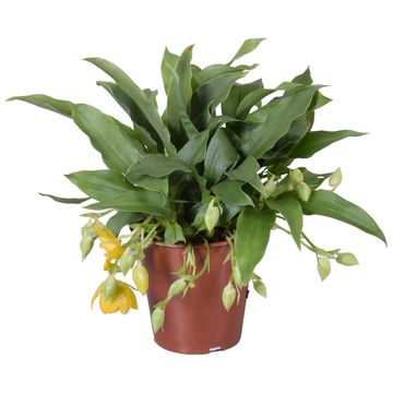 Promenaea 'Sunlight'