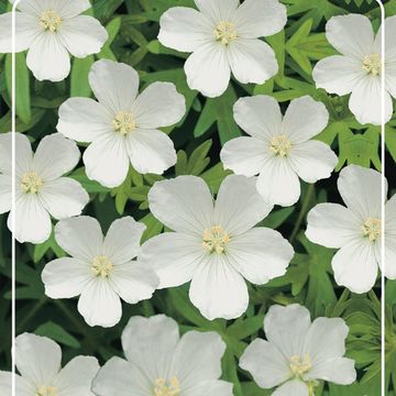 Geranium sanguineum 'Album'