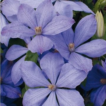 Clematis 'Mrs Cholmondeley' (EL)