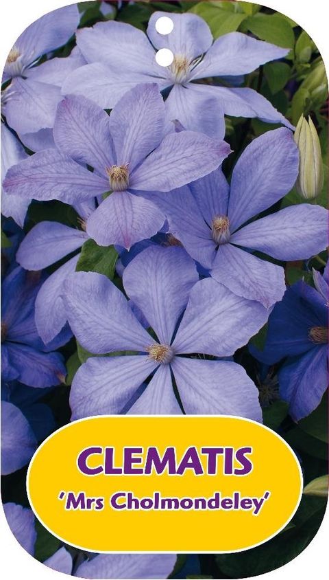 Clematis 'Миссис Чолмондели' (EL)